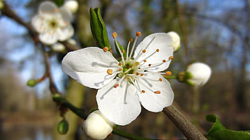 Flower, Macro, Bloom, Flowering, Fruit, Spring HD wallpaper