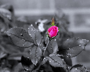 One and only, rose, color, expression, , new HD wallpaper