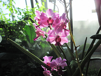 Contrast in Flowers 36, graphy, green, Flowers, garden, Orchids, Pink HD wallpaper