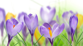Plants, Flowers HD wallpaper