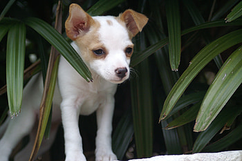 Little Jo2, puppies, cute, jo, baby animal HD wallpaper