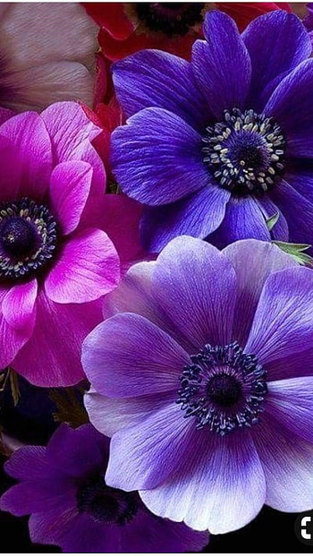 Flower, Amazing Florals HD phone wallpaper