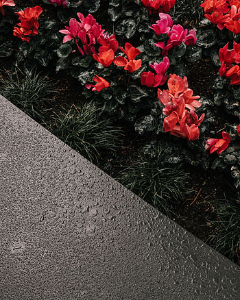 Flowers, Drops, Moisture, Flower Bed, Flowerbed, Cyclamen, Alpine Violet HD phone wallpaper