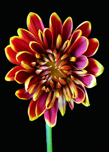 Close-up of a vibrant chrysanthemum flower with vivid red and yellow petals against a black backdrop. HD phone wallpaper