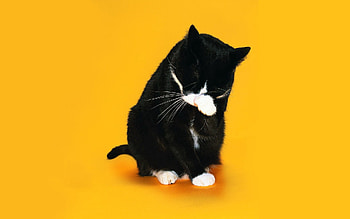 Animals, Cat, Muzzle, Lick Your Lips, Licking, Paw HD wallpaper