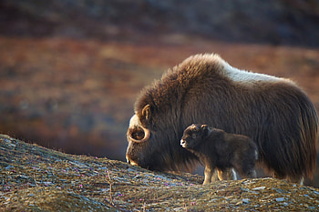 Muskox , Arctic muskox, Isolated beauty HD wallpaper