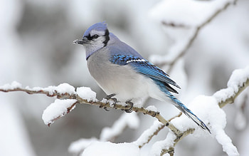 Animals, Birds HD wallpaper