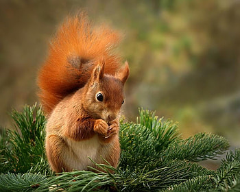Squirrel, veve, verde, aluna, masa HD wallpaper