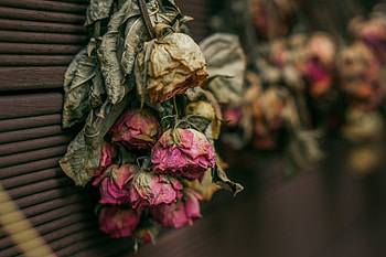 Flowers, Roses, Dry, Herbarium HD wallpaper