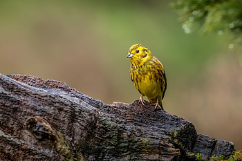 Yellowhammer (emberiza citrinella), Animal, bird HD wallpaper