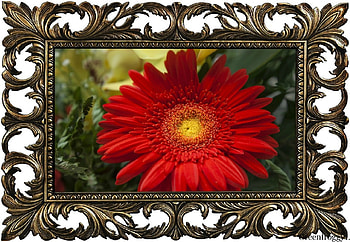 RED GERBERA, FLOWER, GERBERA, , RED HD wallpaper
