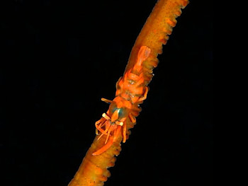 Sea Creature, sea, creature, ocean, stick HD wallpaper