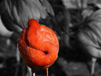 Flamingo on Rest, on rest, beautiful, flamingo HD wallpaper