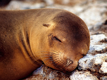 Animals, Sea-Lions HD wallpaper