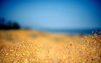Background, Plants HD wallpaper