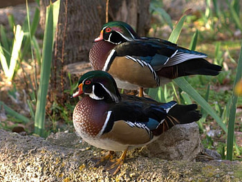 Beautiful Ducks, cool, ducks, beautiful HD wallpaper