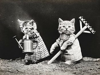 Kitties for Weir! :D, cats, two, nature, animals HD wallpaper