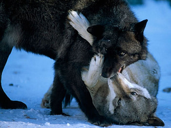 Playing wolves, fighting, wolves, , cute, wolf, wild, predators, playing, wildlife, animals, attack, funny, nature HD wallpaper