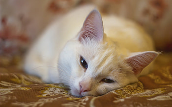 Animals, Cats HD wallpaper