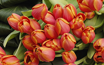 Flowers, Leaves, Tulips, Buds HD wallpaper