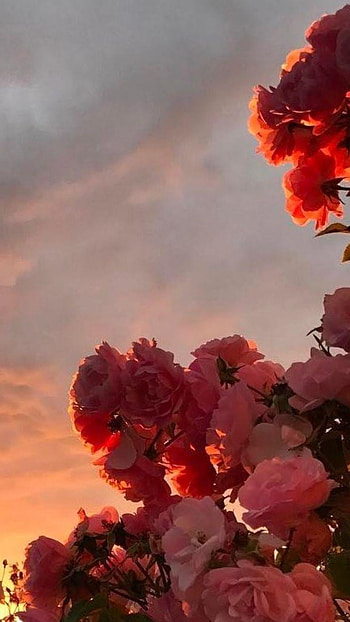 Aesthetic Flower , Beautiful Pastel Flowers HD phone wallpaper