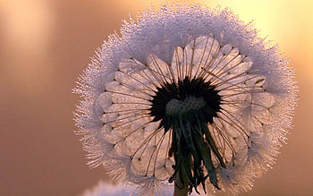 Flower, Macro, Frost, Hoarfrost, Stem, Stalk, Dandelion HD wallpaper