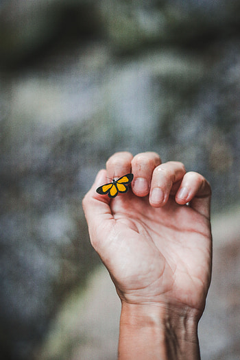 Hand, Miscellanea, Miscellaneous, Butterfly, Fingers, Touching, Touch HD phone wallpaper