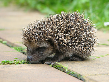 Hedgehog high quality , computer HD wallpaper