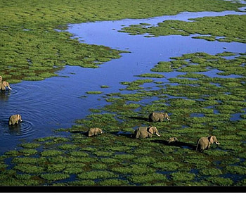 Herd of Elephants, elephants, trekking, large, grey HD wallpaper