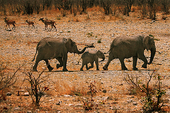 Animals, Stones, Sand, Elephants, Bush, Stroll, Family HD wallpaper