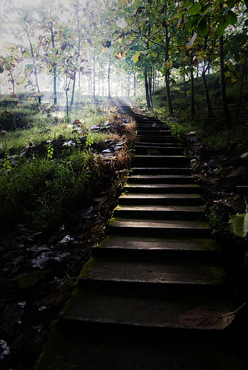 A tranquil forest path with stairs illuminated by morning sunlight, surrounded by lush greenery. HD phone wallpaper