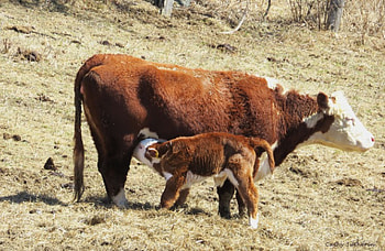 More Mama!, animal, cow, farm, country, spring, calf, feeding, nursing, hungry, baby animal, nature, new, feed, country farm, birth HD wallpaper