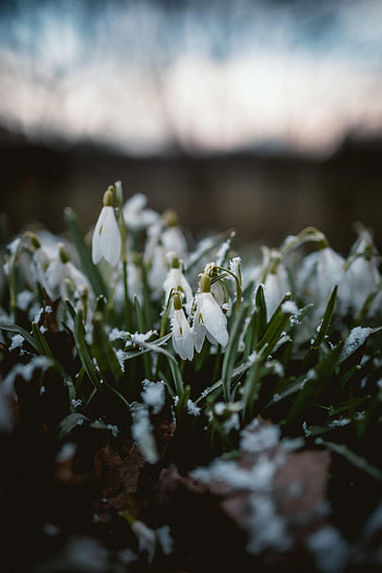 Flowers, Snow, Snowdrops, Macro, Spring HD phone wallpaper