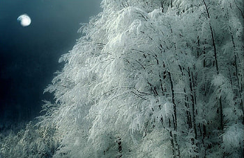 magical night, branches, night, moon, tree HD wallpaper