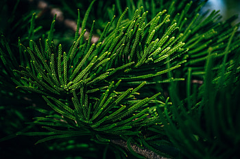 Nature, Leaves, Branch, Needles, Tropical, Evergreen HD wallpaper