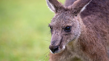 Save the kangaroo, Campaign Viva, Vegan charity HD wallpaper