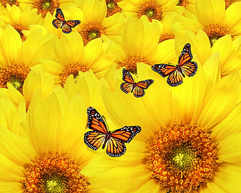 Beautiful yellow flowers, flowers, butterfly, petals, yellow HD wallpaper
