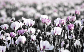 White Poppy, , Background , Graceful blossom HD wallpaper
