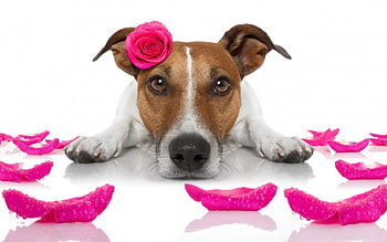 Happy Valentine's Day!, dog, animal, white, cute, valentine, rose, puppy, pink, petals, flower, funny HD wallpaper