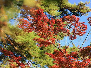 Nature, Autumn, Leaves, Wood, Tree HD wallpaper