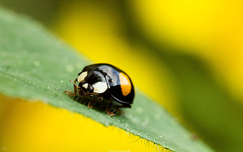 Insect , Background HD wallpaper