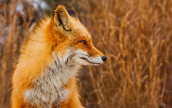 Side-drawn, Foxes HD wallpaper