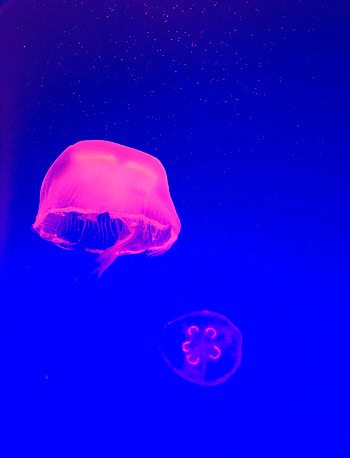 Animals, Water, Pink, Jellyfish, Tentacle HD phone wallpaper