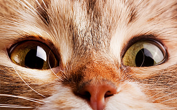 :P, cat, pisici, kitten, skin, cute, eyes HD wallpaper