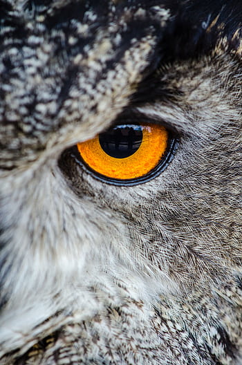 Detailed close-up of an owl's eye showcasing its vibrant color and texture. HD phone wallpaper