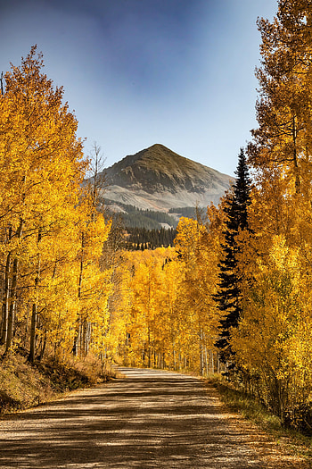 Nature, Trees, Mountains, Autumn, Forest, Path HD phone wallpaper