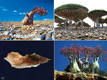 Socotra island, unususal, ocean, flora, tree HD wallpaper