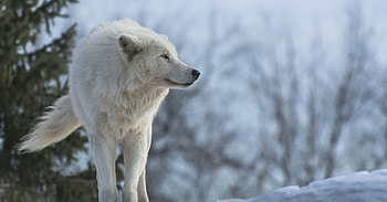 Arctic Wolf, White wolf laptop , Snowy landscapes, Arctic serenity HD wallpaper