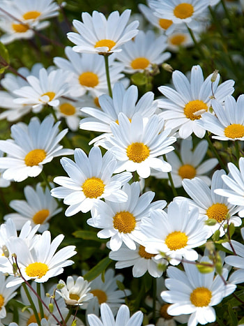 Delicate petals, Soft pastel colors, Tender bloom, Lovely flower HD phone wallpaper