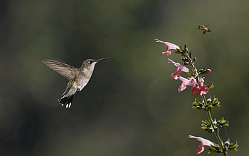 Animals, Pink, Humming-Birds, Flower, Bird, Greens, Insect, Bee HD wallpaper